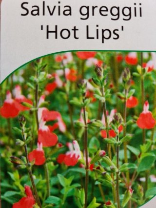 Sauge vivace hot lips Pot de 2Lt